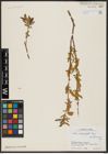 Foto von Salix acmophylla Boiss.